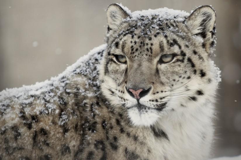 Packagemaker snow leopard download for mac
